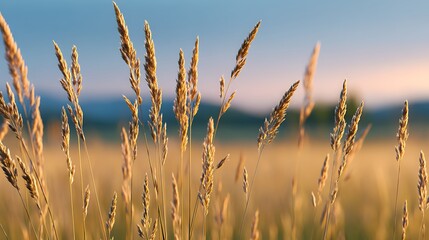 Obraz premium A serene landscape featuring tall grass swaying gently in the breeze under a soft, colorful sky, evoking feelings of peace and tranquility.