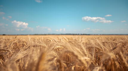 Closeup of golden wheat field under a blue sky with fluffy clouds on a sunny day