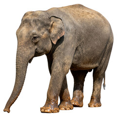 Fototapeta premium Asian Elephant Walking Isolated on White Background - Majestic, Powerful