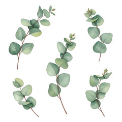 Obraz premium Watercolor Eucalyptus Branches on White Background, Botanical Illustration