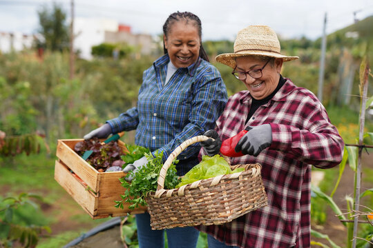 Happy multiracial senior women having fun during harvest period in the garden - Female farmer friends picking up fresh organic vegetables - Focus on vegetable