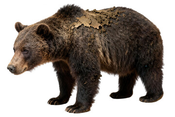 Fototapeta premium Grizzly Bear with Mud on Fur on White Background