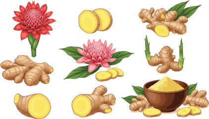 Ginger plant illustration, rhizome slices, powdered ginger, red and pink flowers, herbal ingredient, culinary use, botanical art, isolated