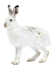 Obraz premium White Snowshoe Hare Isolated on White