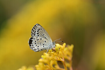 やわらかな光の中で翅を休めるヤマトシジミ