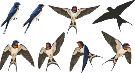 Swallow bird illustrations, flying poses, forked tail, blue feathers, silhouette, nature design, avian anatomy, isolated, graceful, dynamic flight