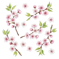 Watercolor Cherry Blossom Branches and Flowers Set on White