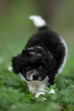 A small, black and white Cavapoo puppy cautiously moves through the green grass. Its curly fur, small size, and focused expression make it look adorable
