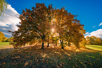 Jesienne kolorowe drzewa w słoneczny dzień. Promienie słońca przedzierające się przez kolorowe liście jesiennych drzew