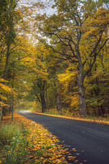Złota polska jesień i droga prze kolorowy liściasty las