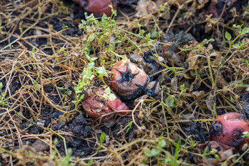 Zgniłe, zmarznięte, zmarnowane warzywa w ogródku – jesienne zniszczenia po zbiorach. warzywa nie zebrane na czas