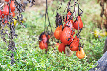 Zgniłe, zmarznięte, zmarnowane warzywa w ogródku – jesienne zniszczenia po zbiorach. warzywa nie zebrane na czas
