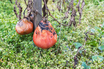 Zgniłe, zmarznięte, zmarnowane warzywa w ogródku – jesienne zniszczenia po zbiorach. warzywa nie zebrane na czas