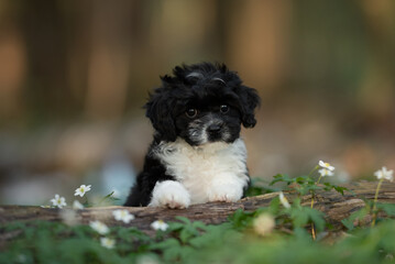 Fototapeta premium A young, black and white Cavapoo puppy with curly fur poses on a log outside. Small white flowers and green foliage are in the foreground