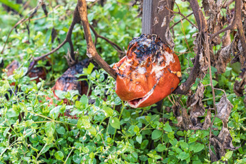 Zgniłe, zmarznięte, zmarnowane warzywa w ogródku – jesienne zniszczenia po zbiorach. warzywa nie zebrane na czas