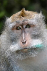 Close-up portrait of a macaque face, front view, in the tropical rainforest of Bali, Indonesia