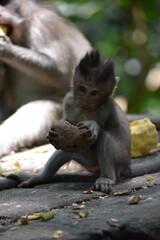 Cute baby macaque eating fruit in Bali, Indonesia