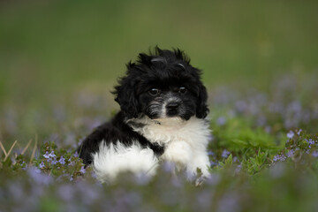 Fototapeta premium A small, black and white Cavapoo puppy sits alertly in a grassy field, surrounded by small purple flowers. The puppy has curly fur and appears to be looking directly at the camera