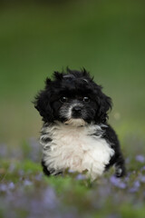 A young, fluffy cavapoo puppy with black and white fur stands among some purple flowers in a green field. The puppy looks directly at the viewer