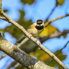 b Carolina Chickadee 