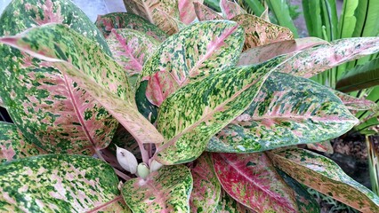 Vibrant variegated houseplant leaves in pink and green tones for interior design and decor