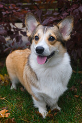 Pembroke welsh corgi dog standing outdoors in autumn