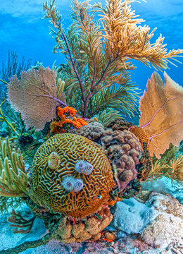 Caribbean coral garden, Roatan Honuras
