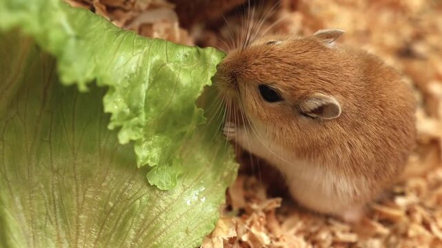 golden gerbil is eating in cage, cute rodent. Suitable for zoo and ecology themes.