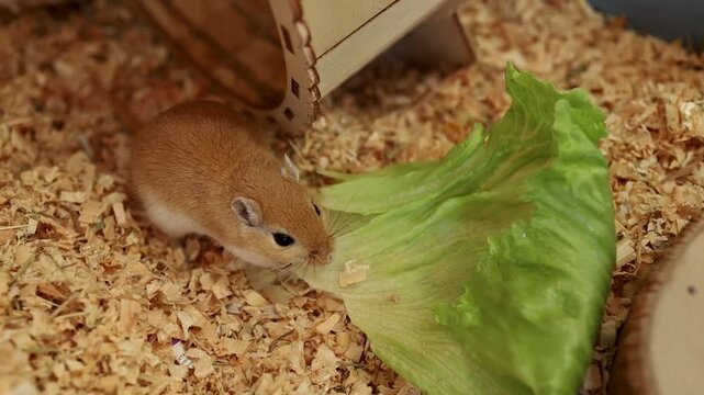 golden gerbil is eating in cage, cute rodent. Suitable for zoo and ecology themes.