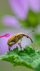 Weevil on Leaf - A Detailed Macro Shot.