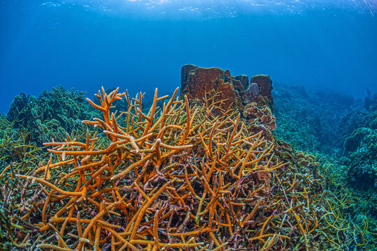 Caribbean coral garden, Roatan Honuras