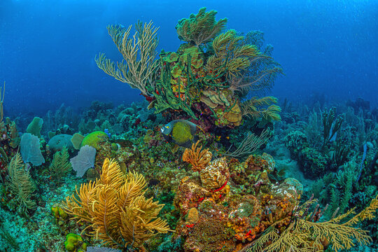 Caribbean coral garden, Roatan Honuras