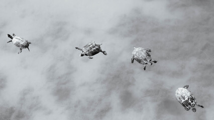 Sky turtles