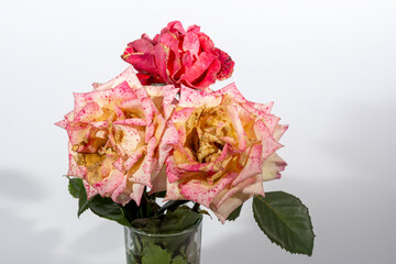 Autumn withered roses in a transparent glass vase isolated on white background. Floriculture.