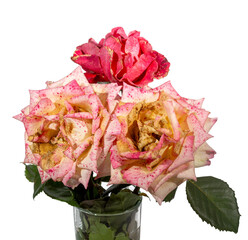 Autumn withered roses in a transparent glass vase isolated on transparent background. Floriculture.