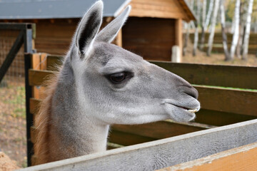 Llama head profile standing behind wooden fence