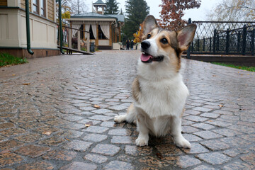 Corgi dog enjoying autumn walk on wet cobblestone path
