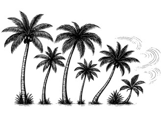 Palm Trees Engraving, Vintage Tropical Landscape Illustration, Black and White Etching Isolated on Transparent Background