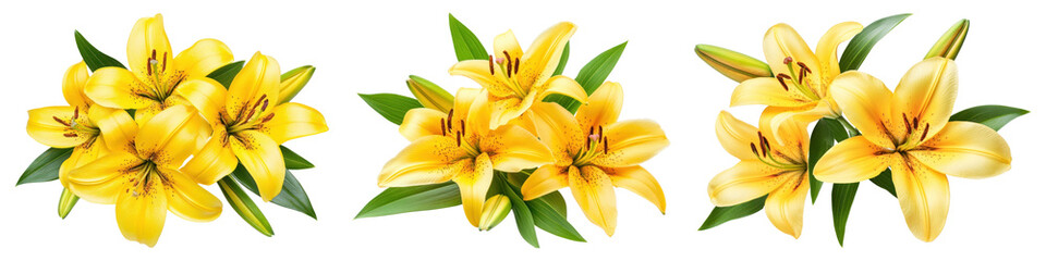 PNG Vibrant yellow lilies arrangement beauty, element set on transparent background