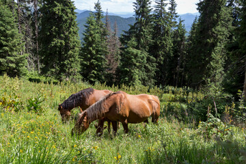 Wild horses like mustangs graze on clean alpine meadows. Horses in the mountains on pasture. Carpathian horses on a meadow.