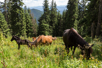 Wild horses like mustangs graze on clean alpine meadows. Horses in the mountains on pasture. Carpathian horses on a meadow.