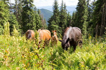 Wild horses like mustangs graze on clean alpine meadows. Horses in the mountains on pasture. Carpathian horses on a meadow.