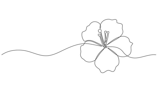 Hibiscus flower in one continuous line drawing animation, Single line draw of beauty fresh hibiscus flower for garden logo identity. 4K video animation, Tropical floral style, love romantic concept.