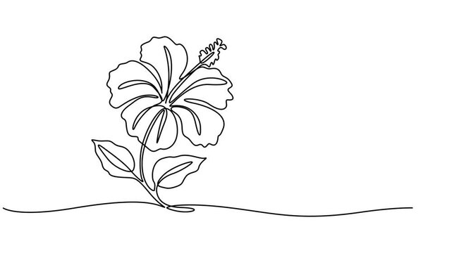 Hibiscus flower in one continuous line drawing animation, Single line draw of beauty fresh hibiscus flower for garden logo identity. 4K video animation, Tropical floral style, love romantic concept.