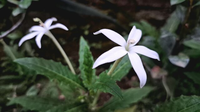Elegant white Hippobroma longiflora flower against a natural green backdrop, ideal as a serene wallpaper showcasing its traditional medicinal uses and bioactive compounds
