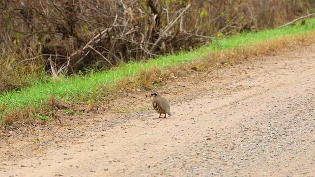 Chukar partridge (Alectoris chukar) on a gravel road during fall in Wisconsin