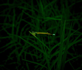 Damsefly clicked by camera, in the forest 