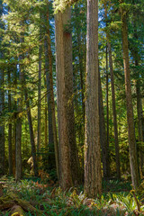 Old growth forest of Cathedral Grove, Macmillan Provincial Park, Vancouver Island, Canada.