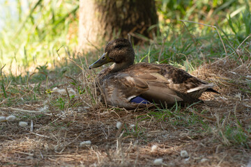 Female mallard duck (Anas platyrhynchos) resting in the shade of a natural clearing