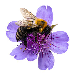 A bumblebee rests on a vibrant purple flower, capturing nectar and pollen